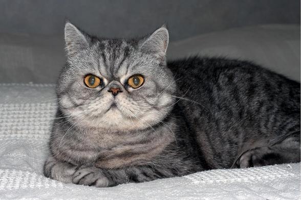 probably a Exotic Shorthair cat