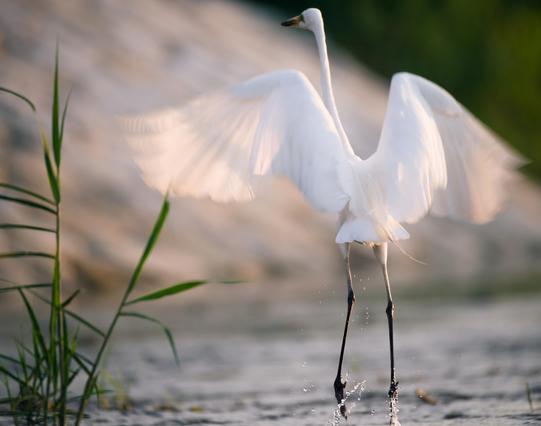 A great egret lifting off from a shallow river.