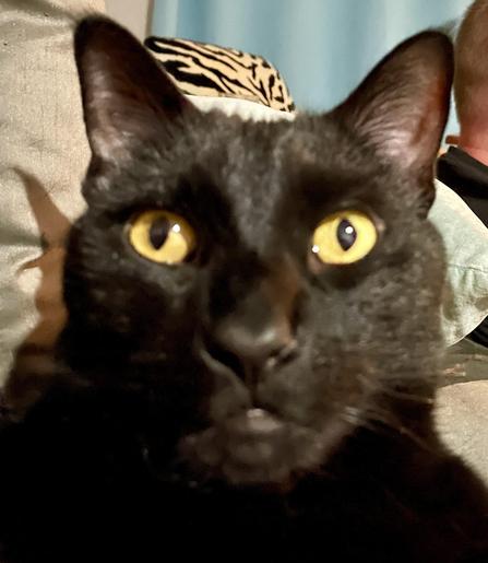 close up of a black cat’s face.