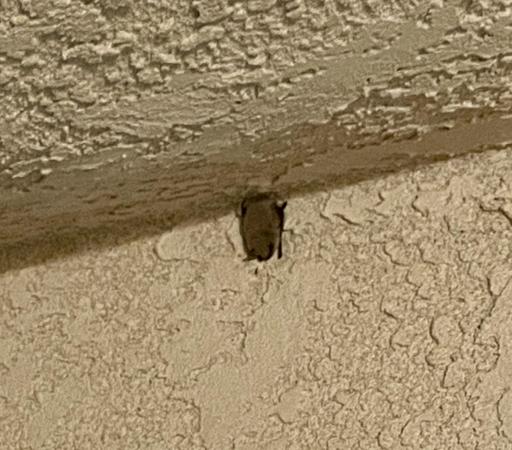 small brown bat hanging under our beige stucco eave