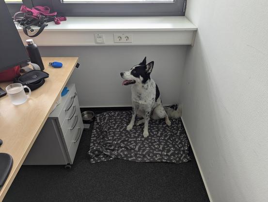 Najuma, a black and white Husky mix, sitting on her blanket in an office environment, next to a desk.