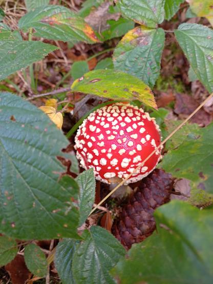Kugelrunder Fliegenpilz neben einem Fichtenzapfen zwischen grünen und teils gelblichen Blättern.