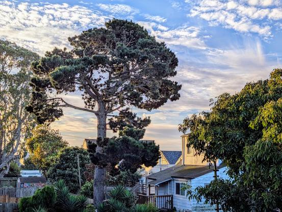 Photograph of backyards in the Bayview neighborhood of San Francisco. A walnut tree is in the foreground, a Monterey pine in the mid-ground, and a eucalyptus tree is in the background. The sky is blue with wispy and small fluffy clouds capturing the early morning sunlight.