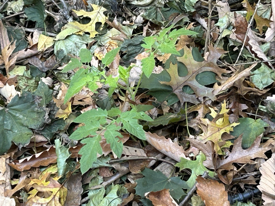 A young tomato plant growing out of fallen leaves. 