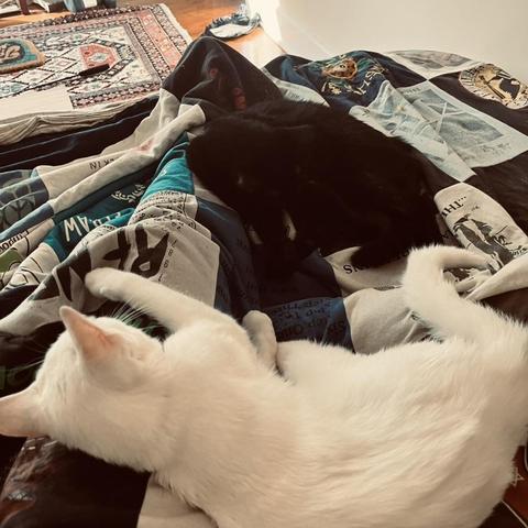 on to of a quilt a black cat and a white cat sdleep leaning on top of a human leg that's under the covers