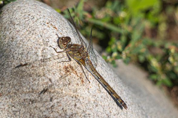 Libelle Fotografie