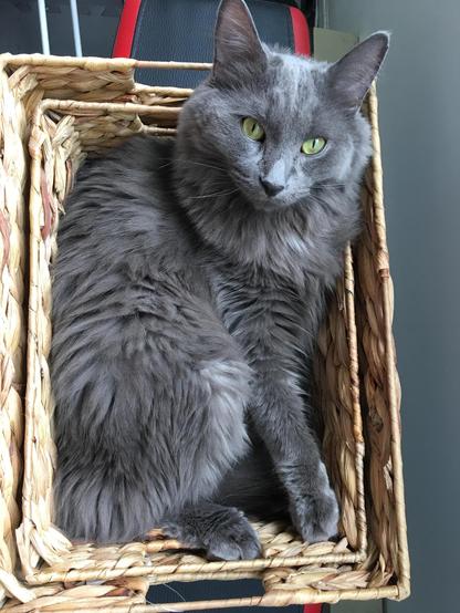 probably a Nebelung cat