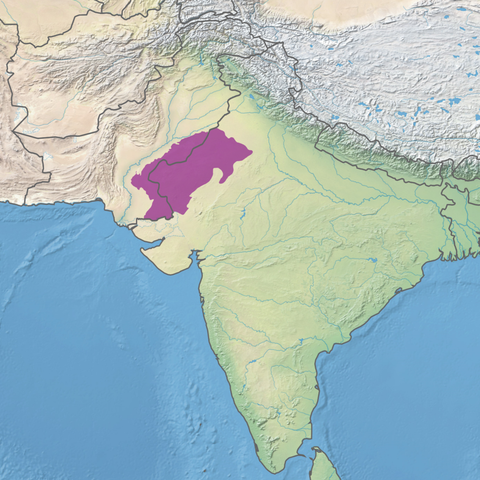 Graphic map of Thar desert. On map we see highlight where desert is located, on border between India an Pakistan