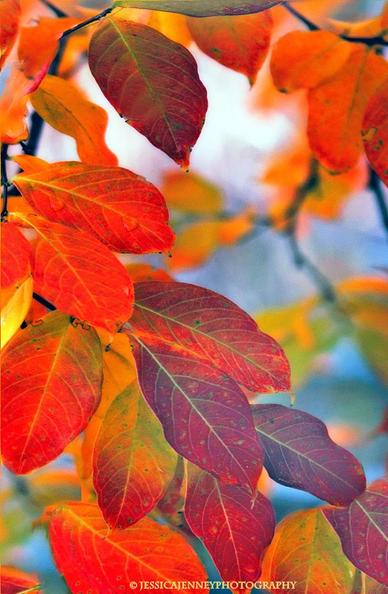 Vibrant autumn leaves showcase a spectrum of reds, oranges, and yellows, highlighting the transition of the season. The blurred background emphasizes the colorful foliage in the foreground.