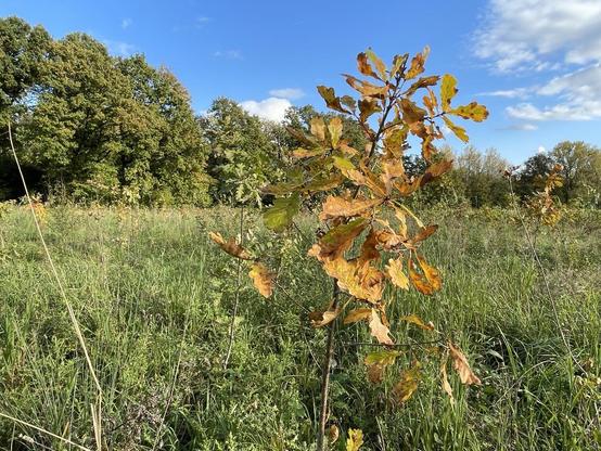 Junge Eiche im Klimawald Selm