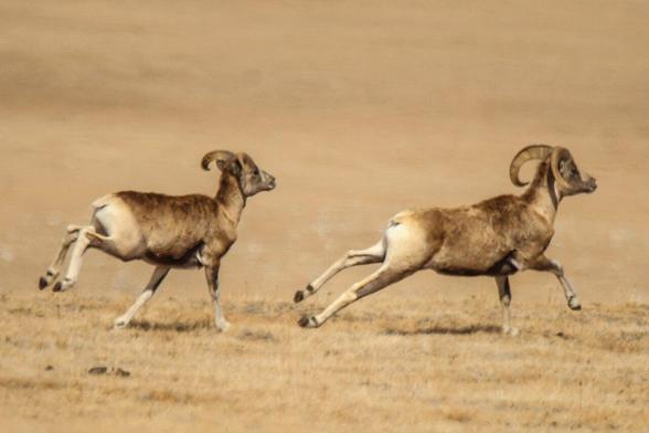 Dos ovejas de pelaje pardo y cuernos curvos, como los carneros, corriendo.