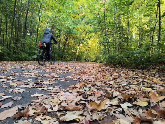 Un camino sobre todo peatonal, por el que a veces pasan personas en bicicleta, enmarcado de árboles y cubierto de hojas crujientes de otoño.