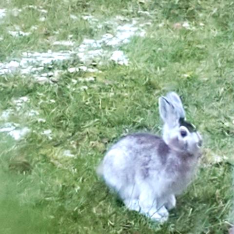Hare in green grass with patches of snow. The hare is changing color, will be all white soon.
