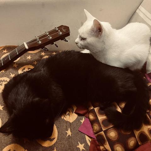 a white cat rests on top of the back hips of a sleeping cat; a guitar neck is in the picture