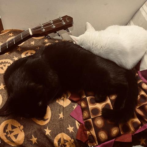 a white curls up and sleeps on back of a sleeping cat; a guitar neck is in the picture