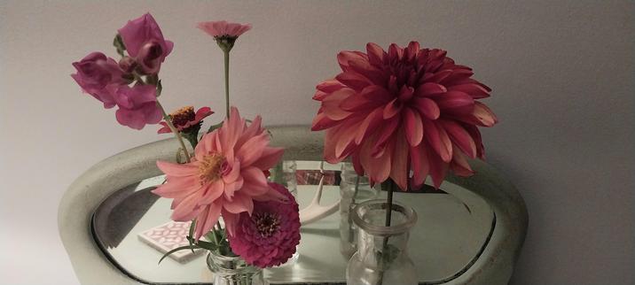Six pink flowers in 2 bud vases against pale wall. 
Dahlia, zinnia and snapdragons