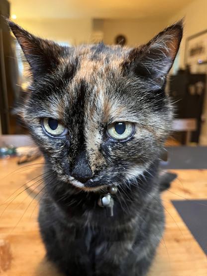An old tortie girl throwing some shade