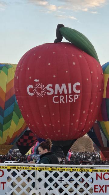 Another balloon inflated. Looks like a cosmic crisp apple -- red and spotted, with a stem -- and labeled with a cosmic crisp logo.