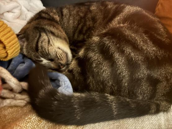 A sleeping tabby cat curled up on a cozy blanket, surrounded by soft fabrics in various colors.