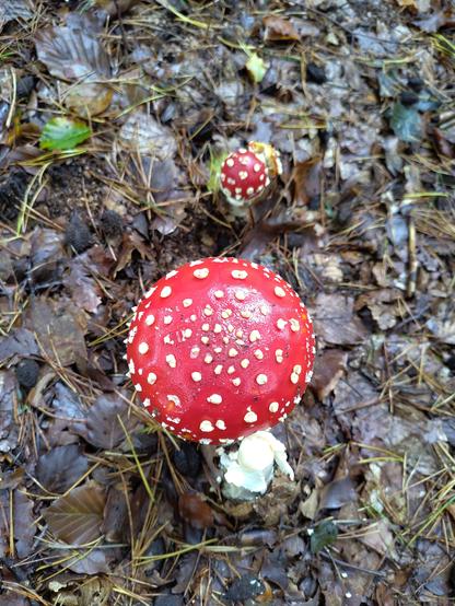 Fliegenpilz