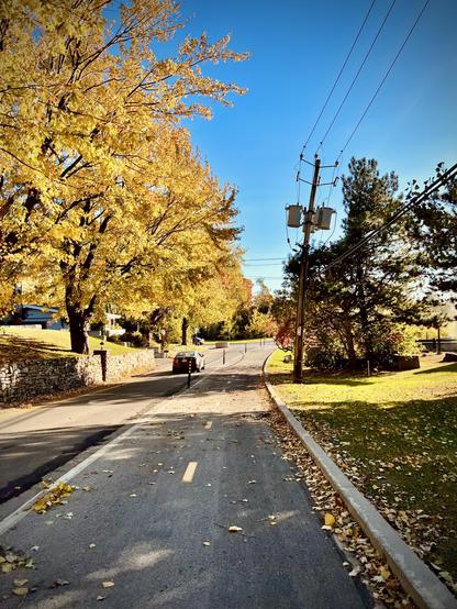 Golden tree on the side of a bike path
