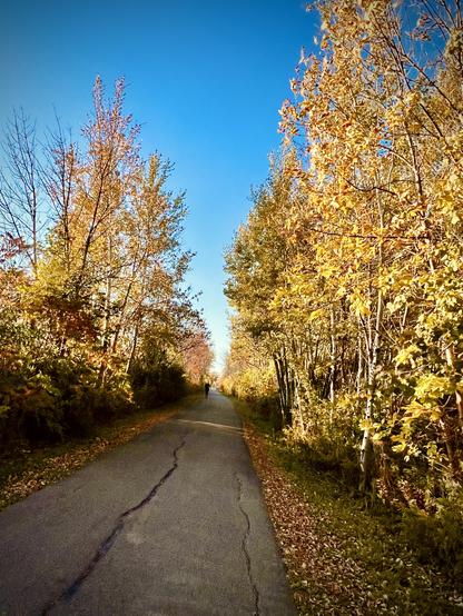 Bike path in between golden trees
