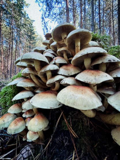 Rodzinka grzybów porastających stary pień. 
