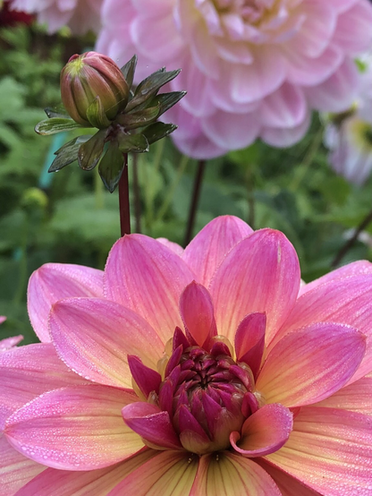 A fully pink dahlia in both full bloom and ripening against a backdrop of vivid green dahlia leaves