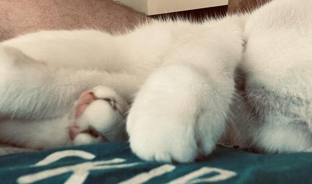 a white cat, seen from just inches away, lays in front of a human; the cat has her head buried in her paw, and her pink toes are showing