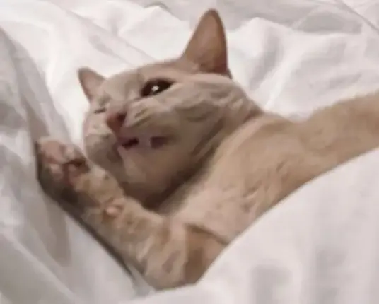 shine looking like a total goober, close up. His right eye is closed and he's making a fangy grimace