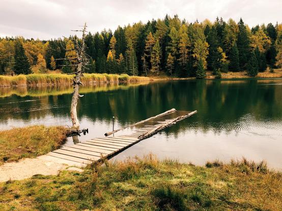 A mountain lake with a dead tree