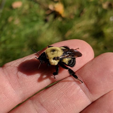 A yellow and black bumblebee on a persons left index finger. The bee is about 0.75 in / 20 mm in size. It has translucent black wings. It is facing left with the sun behind it.