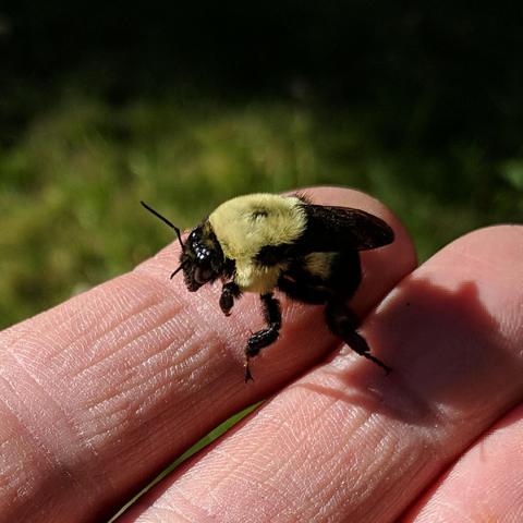 A yellow and black bumblebee on a persons left index finger. The bee is about 0.75 in / 20 mm in size. It has translucent black wings. It is facing left with the sun in front of it and the view is of it's left side.