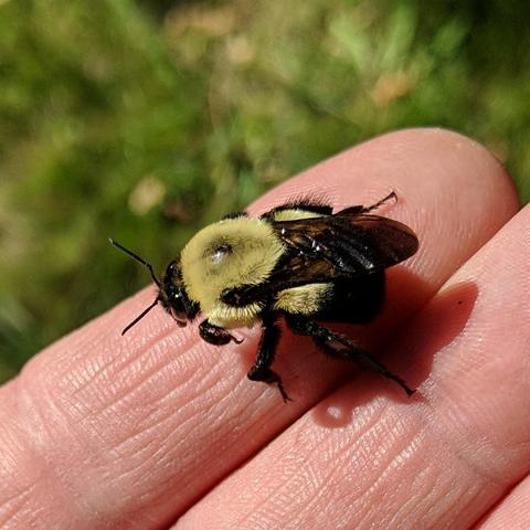 A yellow and black bumblebee on a persons left index finger. The bee is about 0.75 in / 20 mm in size. It has translucent black wings. It is facing left with the sun in front of it and the view is more down on it's back.