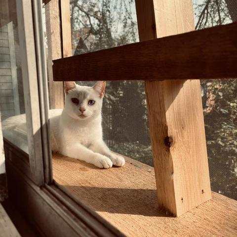 a white cat looks at us from her comfortable spot in a thin "catio" enclosure built outside a window