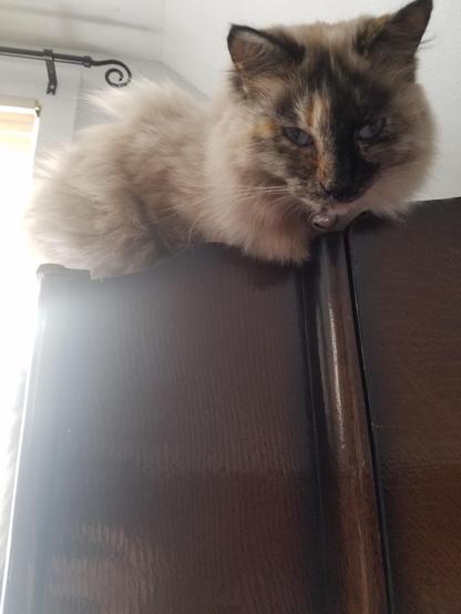 Virginia the Siamese-mix tortie on an antique wardrobe