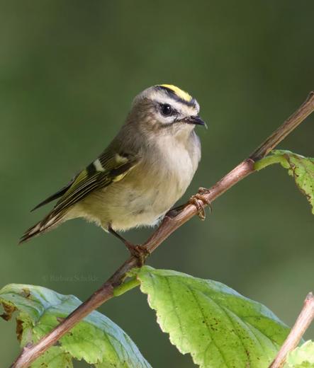 A golden-crowned kinglet perched on a branch with a few leaves. Looking at you a bit skeptical...