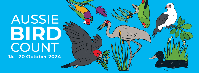 Aussie Bird Count
14-20 October 2024 

birds hang off tree branches, fly through sky and wade in shallow water or float on top of water. 