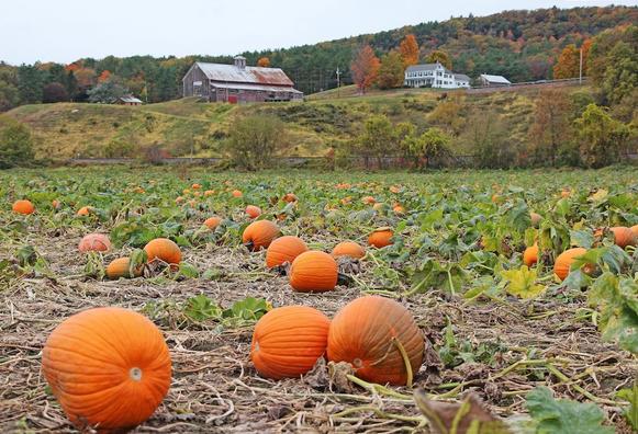 A field of ripe, orange pumpkins with an old barn and farmhouse in the background.