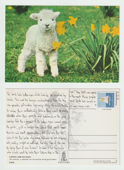 A postcard, front and back.

The front shows a lamb next to some bright yellow flowers, all in New Zealand.

The back reads: The lamb had button eyes which had to be sewn on by hand. This was by design, orchestrated from the top via genetic pollination by wasp sting. So much trouble to make them aesthetically blind so they won't be overly startled when their parents are butchered on the grass nearby. And the cuteness of the button eyes wasn't even the point, just a happy side effect that would boost tourism and meat consumption! But who was this for? Was it for the lambs who were destined to die anyway, and, really, might as well see the ugly side of life now to strip them of any illusions? Or was it for the people who didn't want to look their future food in the eye? The DNA was carried in the meat. Many people went blind. We sewed on so very many eyes.