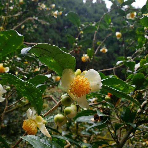 Camellia flowers in bloom. On tea plants it is unusually to see the flowers blooming...because they take up precious nutrients the flower buds are typically cut off before maturing.