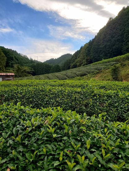 The rolling tea fields of Ujitawara.