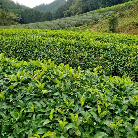 The distinctive clipped terraces of tea plants.