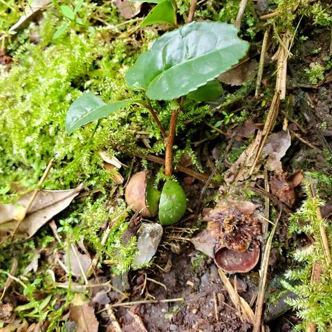 A new camellia plant sprouts.