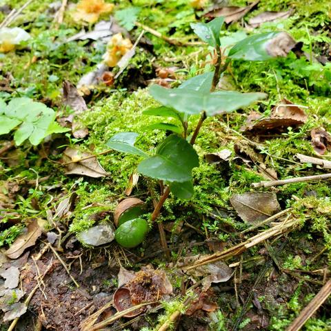 A fresh camellia plant sprouts in the woodland beyond the tea fields.