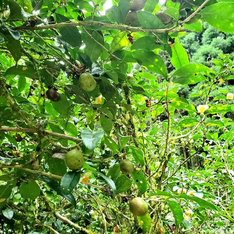 Yuyadani's organic tea fields allow for the surrounding woodland to grow wild.