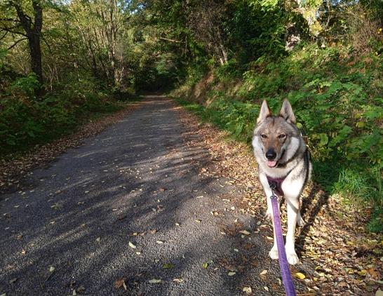 A large brown dog stands facing the camera, to the right of a left strewn small road. The green trees either side peppered with the brown of turning leaves. Faint shadows of branches stretch across the tarmac.