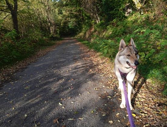 Same scene, the dog now looking down and right, her mouth open and pink tongue showing in a smile. Her purple leash trails along the ground towards the camera. The sunlight is stronger, shining through the trees and casting shadows in the road.