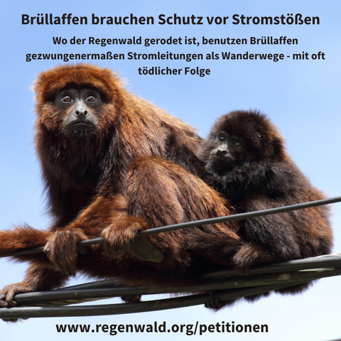 Brüllaffe mit Baby auf Stronleitung, Text: Brüllaffen brauchen Schutz vor Stromströssen. Wo der Regenwald gerodet ist, benutzen Brüllaffen aus der Not heraus Stromleitungen als Wanderwege - mit oft tödlciher Folge