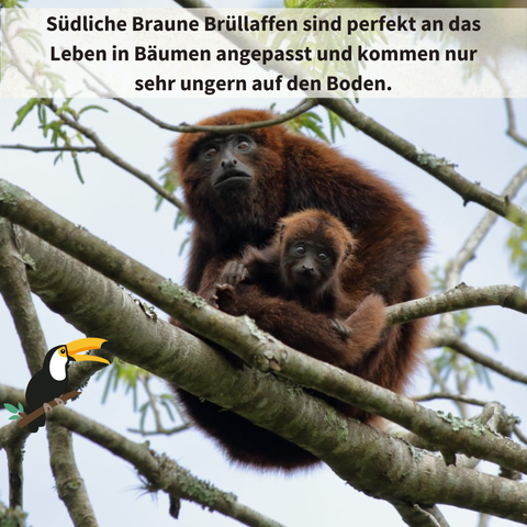 Brüllaffe mit Baby im Baum